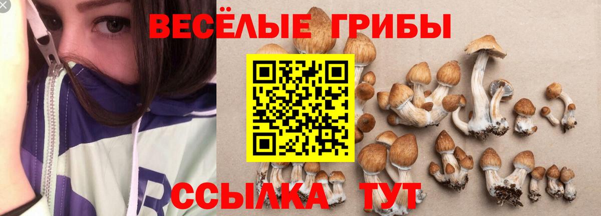 Псилоцибиновые грибы Cubensis Топки